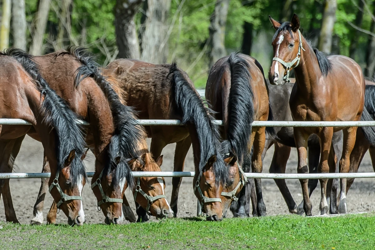 ​Duża wpadka w związku z prestiżową aukcją koni arabskich Pride of Poland. Jej organizatorzy opublikowali tajną listę zwierząt na towarzyszący aukcji ważny pokaz - czempionat narodowy. To najważniejszy tego typu pokaz w kraju.