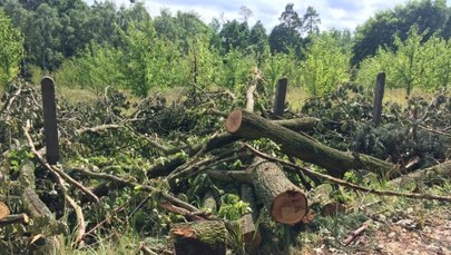 Trąba powietrzna zniszczyła las. Odbudowa będzie kosztowała co najmniej 40 mln zł