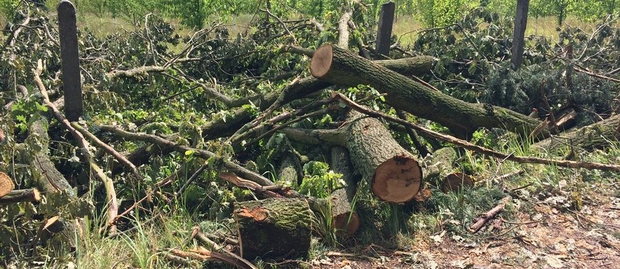 ​Co najmniej 40 milionów złotych kosztować będzie odbudowa około 2 tysięcy ha lasów w Nadleśnictwie Rudy Raciborskie w Śląskiem, zniszczonych na początku lipca przez trąbę powietrzną - wynika z najnowszych szacunków leśników.