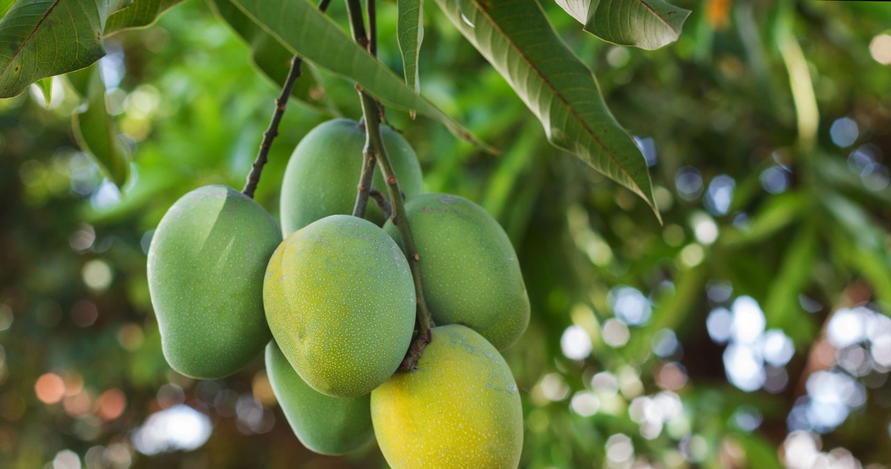 ​Masz ciągłą ochotę na słodycze? Zamiast po czekoladę, sięgnij po ten owoc