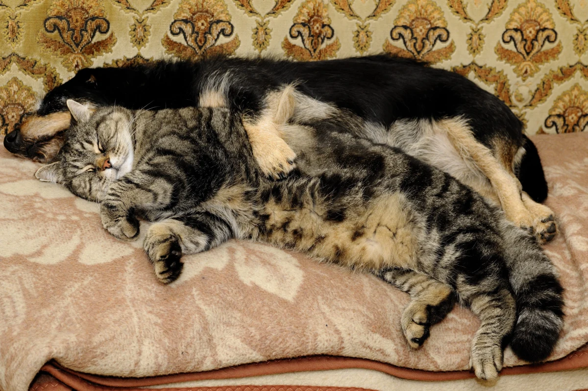 Wytworzenie mięsa, niezbędnego do wykarmienia przez rok 163 milionów hodowanych w Stanach Zjednoczonych psów i kotów powoduje emisję do atmosfery 64 milionów ton dwutlenku węgla - policzyli amerykańscy naukowcy. To równowartość rocznej emisji... 13,6 miliona samochodów. W trosce o klimat coraz wieksza liczba Amerykanów zmniejsza spożycie mięsa. Opublikowane na łamach czasopisma "PLOS One" wyniki badań naukowców z Uniwersytetu Kalifornijskiego w Los Angeles sugerują, że powinni rozwazyć też... zmianę czworonożnych przyjaciół.