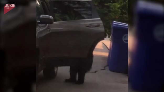 Ten ciekawski niedźwiedź zabłądził i nagle znalazł się przy samochodzie. Otworzył drzwi auta i wsiadł do środka. Po gruntownym przeszukaniu wnętrza, wysiadł i wyruszył w dalszą drogę.