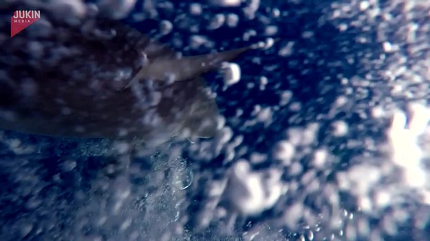 Polowanie na tuńczyka okazało się nie lada wyzwaniem. Jeden z rybaków zanurkował nawet z włócznią, ale wtedy pojawiła się konkurencja. Agresywny i zdeterminowany rekin. Jak to się skończyło?