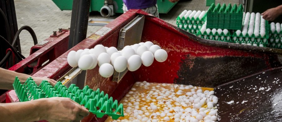 ​Niemiecki minister rolnictwa chce pilnej rozmowy ze swoim belgijskim odpowiednikiem w sprawie afery związanej z jajami skażonymi produktem owadobójczym. Do dezynfekcji ferm drobiu w Holandii używano Fipronilu, czyli środka zakazanego unijnym prawem. Sprzedawała go firma w Belgii.