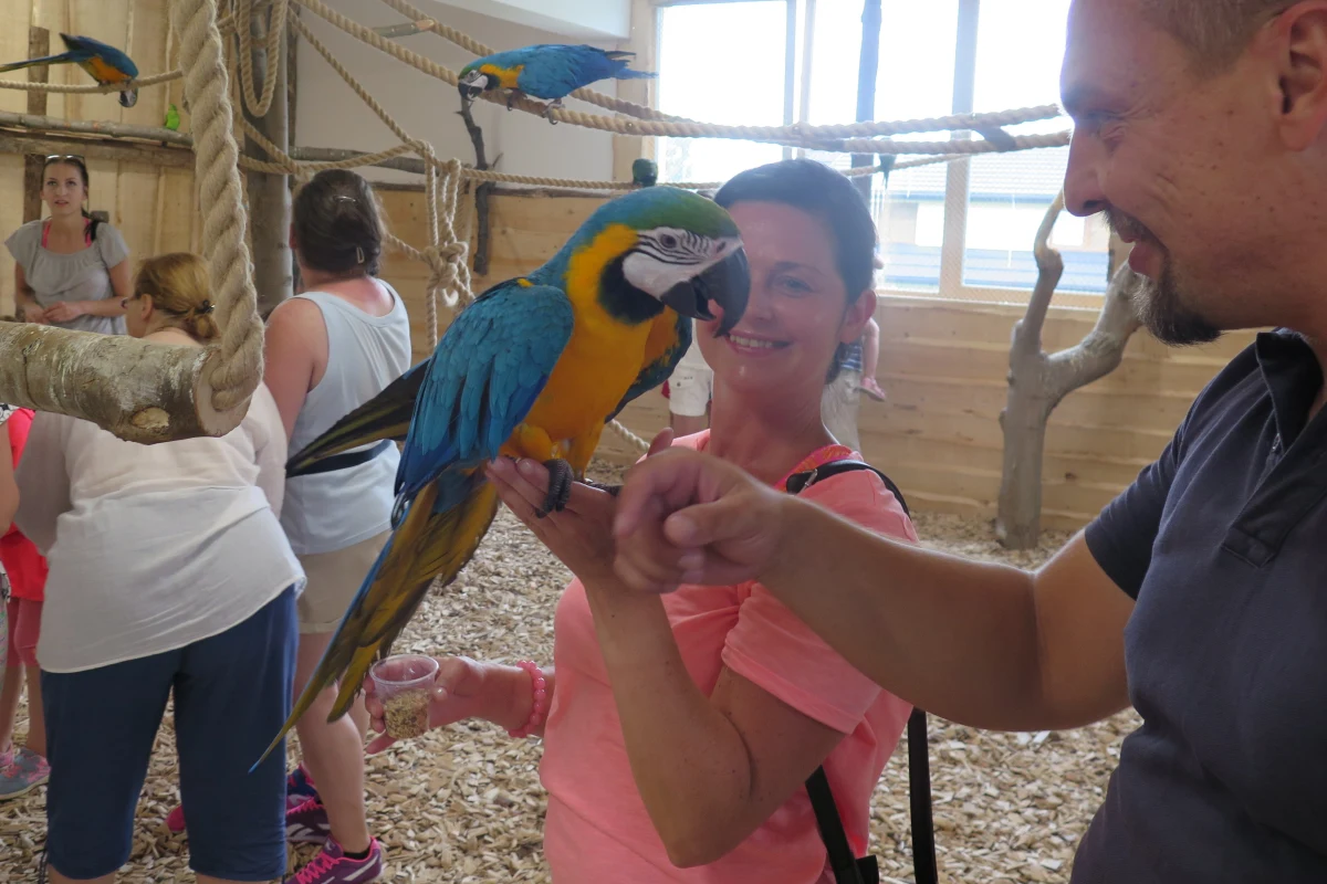 ​Kakadu salomońskie, kakadu różowe, ary szlachetne, ary ararauny, lorysy wielkie, lorysy górskie tęczowe i wiele innych przepięknych papug można zobaczyć, dotknąć, pogłaskać, a nawet z nimi porozmawiać w papugarni w Zakopanem. To nowa, dość egzotyczna pod Tatrami atrakcja, ale ciesząca się bardzo duży powodzeniem, szczególnie w deszczowe dni.