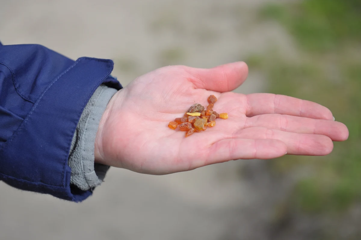 Ten spacer mógł się zakończyć tragicznie. 41-latka z Hamburga znalazła nad rzeką kamień, który do złudzenia przypominał bursztyn. Podniosła go i schowała do kieszeni. Chwilę później jej kurtka stanęła w płomieniach. Okazało się bowiem, że znaleziony kamyk to nie bursztyn, a bardzo groźny fosfor biały!