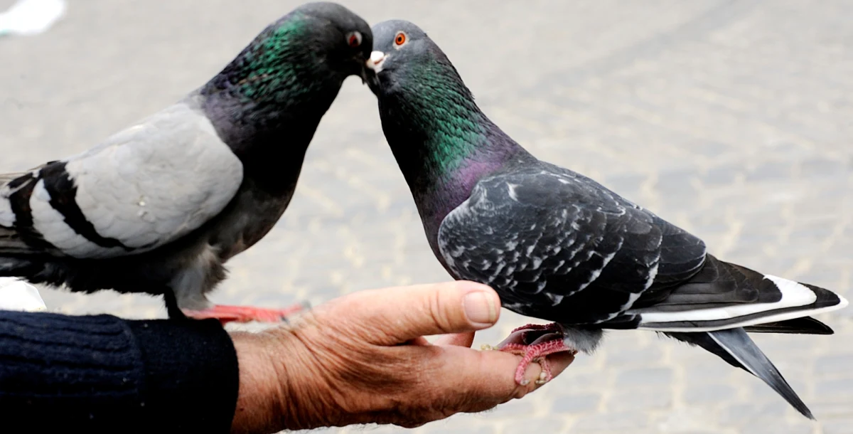 Spółdzielnia Mieszkaniowa „Dobrzec” w Kaliszu przeprowadziła dezynsekcję jednego z bloków mieszkalnych. To efekt interwencji matki 8-letniego chłopca, która zaalarmowała o pogryzieniu jej syna przez ptasie kleszcze.