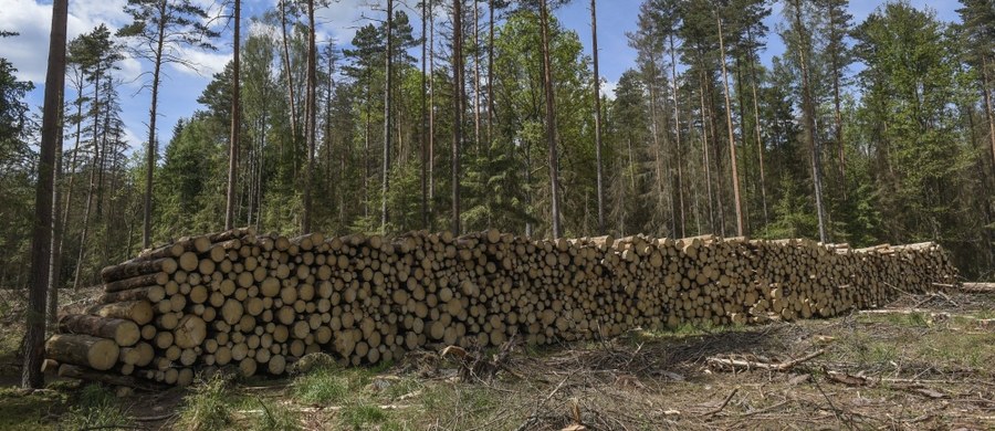 ​Będzie odpowiedź Ministerstwa Środowiska na specjalny apel Komisji Europejskiej w sprawie Puszczy Białowieskiej, ale wycinka nie zostanie zatrzymana -  dowiedział się nieoficjalnie reporter RMF FM Grzegorz Kwolek.