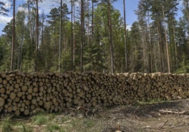 Apel KE ws. Puszczy Białowieskiej. Ministerstwo Środowiska szykuje już odpowiedź