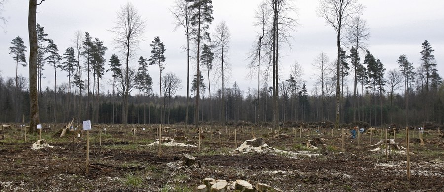 ​Listy z ostrzeżeniami przed prawną odpowiedzialnością i karami za wycinkę drzew w Puszczy Białowieskiej wysłali przedstawiciele Greenpeace Polska do trzech nadleśnictw działających na terenie Puszczy - informuje dziennikarz RMF FM Michał Dobrołowicz.