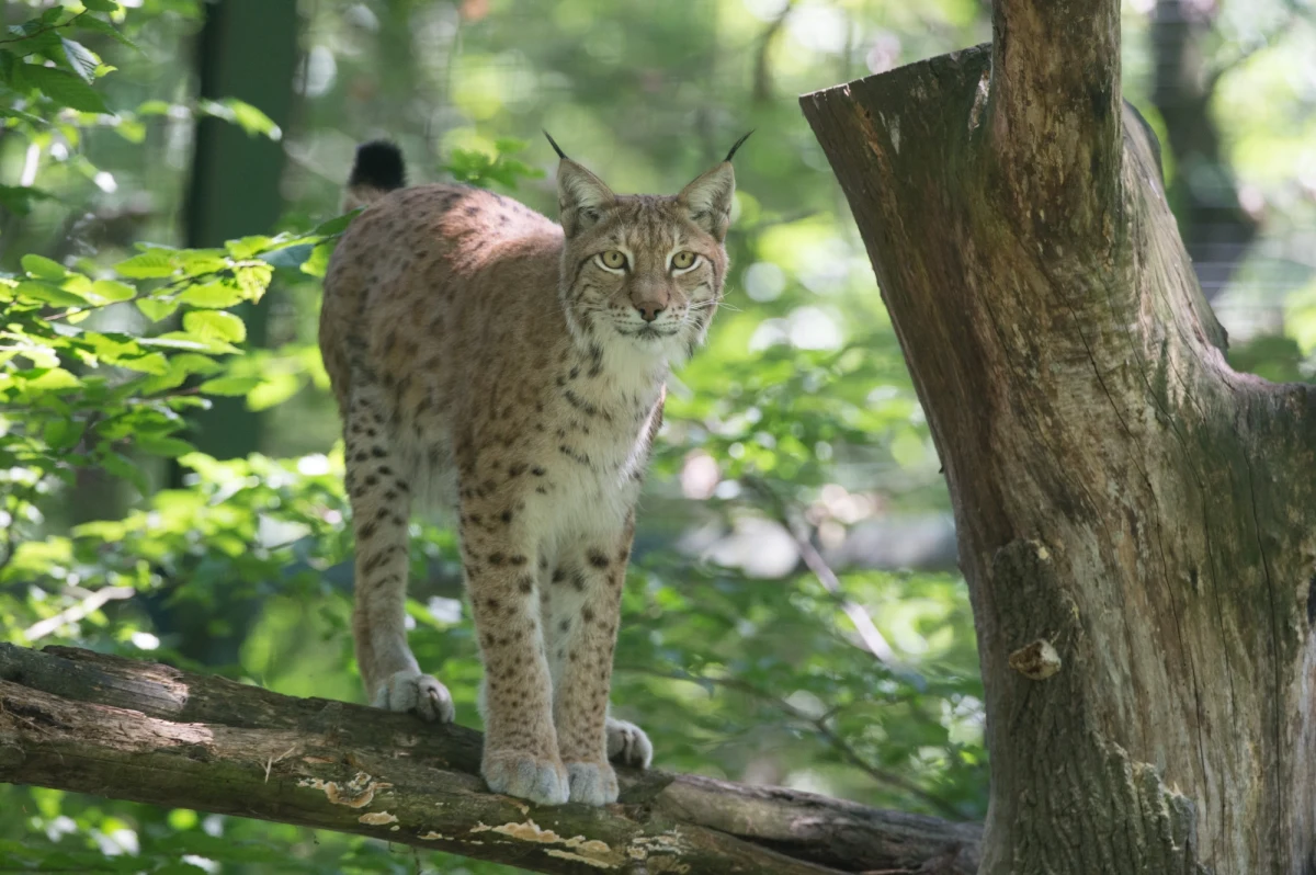 Policja prowadzi dochodzenie ws. wyprawionej skóry rysia. "Trofeum" ma się znajdować na terenie posiadłości ministra środowiska Jana Szyszki w Tucznie w Zachodniopomorskiem. Od 1995 roku  rysie są pod ścisłą ochroną na obszarze całej Polski.
