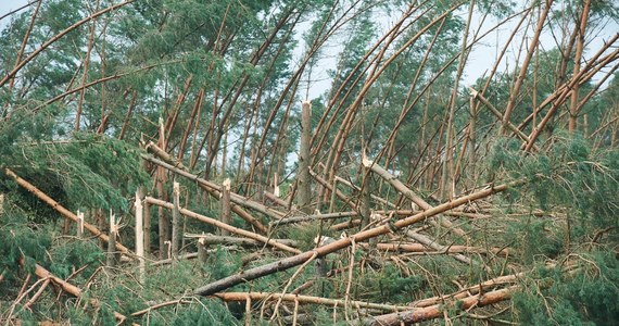 Gigantyczne straty w polskich lasach. Dyrekcja Lasów Państwowych szacuje, że w całym kraju zniszczonych jest nawet 30 do 40 tysięcy hektarów lasu. To więcej niż cała Puszcza Kampinoska pod Warszawą.  