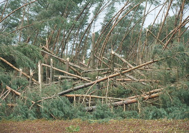 Wiele tysięcy hektarów powalanych drzew po nawałnicach. "Więcej niż cała Puszcza Kampinoska"
