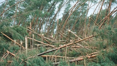 Wiele tysięcy hektarów powalanych drzew po nawałnicach. "Więcej niż cała Puszcza Kampinoska"