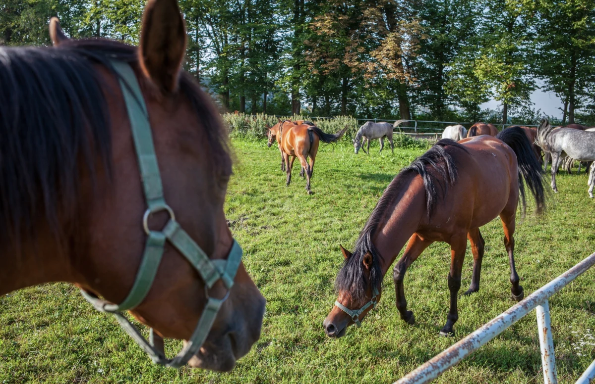 Ogier Pogrom wyhodowany w stadninie w Janowie Podlaskim (Lubelskie) został uznany za najlepszego konia 39. Narodowego Pokazu Koni Arabskich Czystej Krwi. W pokazie zaprezentowano blisko 100 koni z państwowych stadnin i hodowli prywatnych.