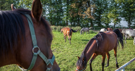 Ogier Pogrom wyhodowany w stadninie w Janowie Podlaskim (Lubelskie) został uznany za najlepszego konia 39. Narodowego Pokazu Koni Arabskich Czystej Krwi. W pokazie zaprezentowano blisko 100 koni z państwowych stadnin i hodowli prywatnych.