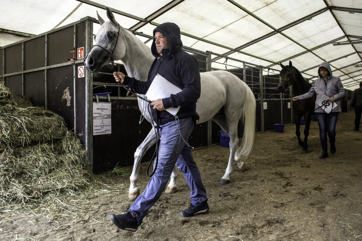 W Janowie Podlaskim zakończyła się doroczna aukcja Pride of Poland - z najsłabszym od lat wynikiem. Sprzedano tylko 6 z 25 koni - informuje dziennikarz RMF FM Krzysztof Kot. 