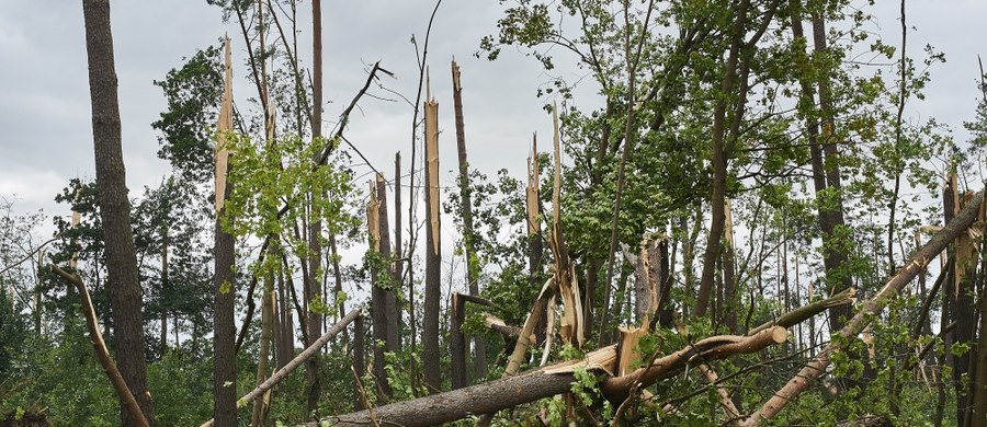 ​6,6 mln metrów sześciennych - na tyle wstępnie oszacowano straty w drewnie powstałe w wyniku nawałnic, które przeszły nad częścią Polski w nocy z piątku na sobotę - wynika z komunikatu Lasów Państwowych.