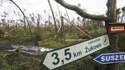 "Wichury nigdy dotąd nie wyrządziły w polskich lasach takich szkód"