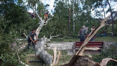 Lasy Państwowe: Połamane drzewa trafią na rynek w niższej cenie