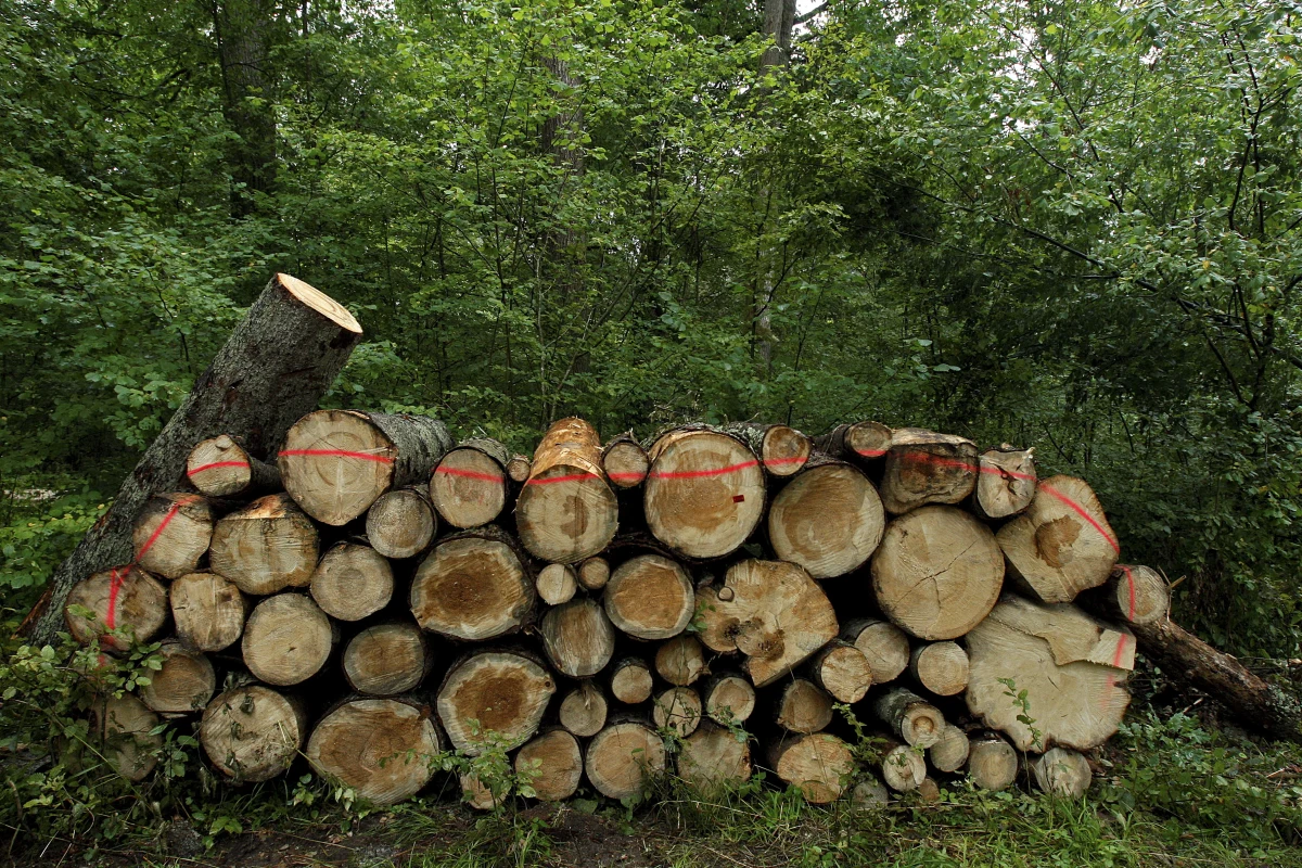 ​Posiedzenie Trybunału Sprawiedliwości UE w sprawie wstrzymania wycinki w Puszczy Białowieskiej zaplanowano na 11 września - poinformował PAP rzecznik KE Ricardo Cardoso. KE uznaje sprawę za pilną i wcześniej zwróciła się do Trybunału, by był to priorytet.