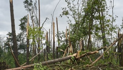 Lasy Państwowe wprowadzą tzw. stan siły wyższej o zasięgu ponadlokalnym