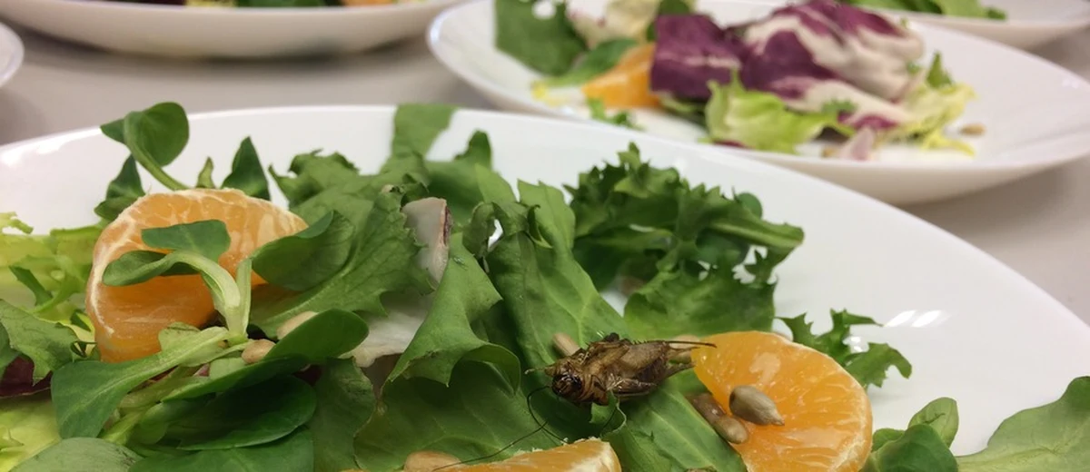 Sieć supermarketów Coop poinformowała w poniedziałek, że od 21 sierpnia wprowadzi w sklepach w Szwajcarii sprzedaż dań z owadów. Szwajcarskie służby bezpieczeństwa żywności podają, że to pierwszy kraj w Europie, w którym żywność z owadów dopuszczono do obrotu.