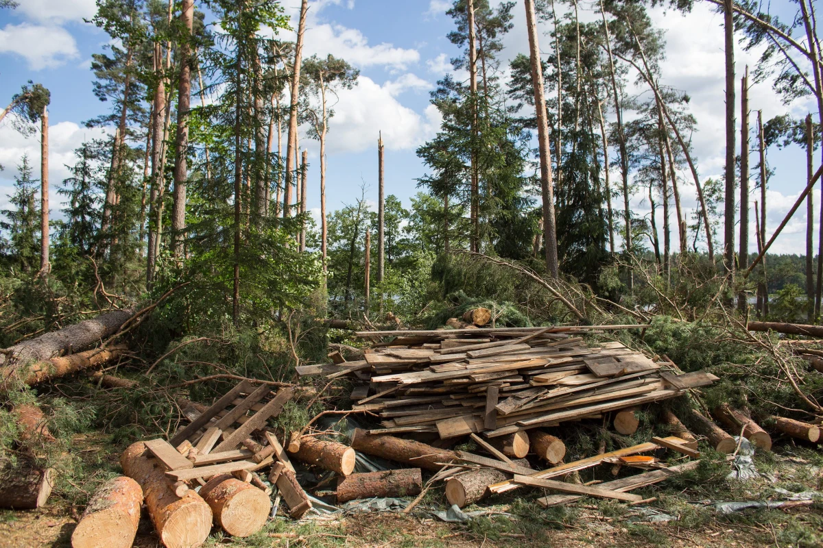 ​Uprzątnięcie terenów dotkniętych nawałnicami potrwa do 2019 r - powiedziała rzeczniczka Lasów Państwowych Anna Malinowska. Dodała, że potrzeba 80-100 lat, by na tych terenach z powrotem pojawił się dorosły las.