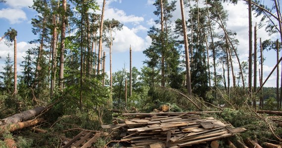 ​Uprzątnięcie terenów dotkniętych nawałnicami potrwa do 2019 r - powiedziała rzeczniczka Lasów Państwowych Anna Malinowska. Dodała, że potrzeba 80-100 lat, by na tych terenach z powrotem pojawił się dorosły las.