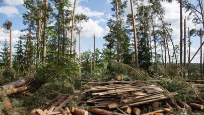 Lasy Państwowe: Uprzątnięcie terenów dotkniętych nawałnicami potrwa do 2019 roku