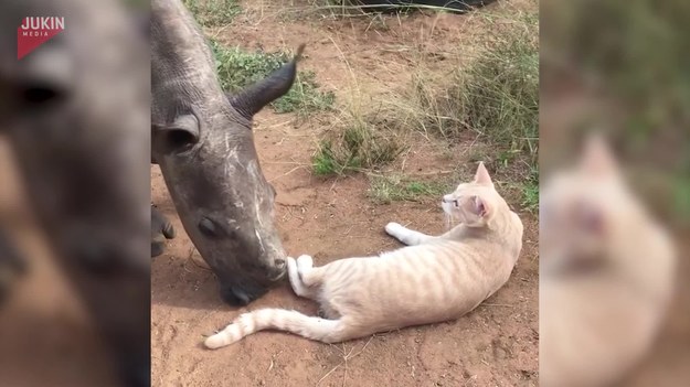 Mały nosorożec poznaje kota. Jak wypadnie ich pierwsze spotkanie? 