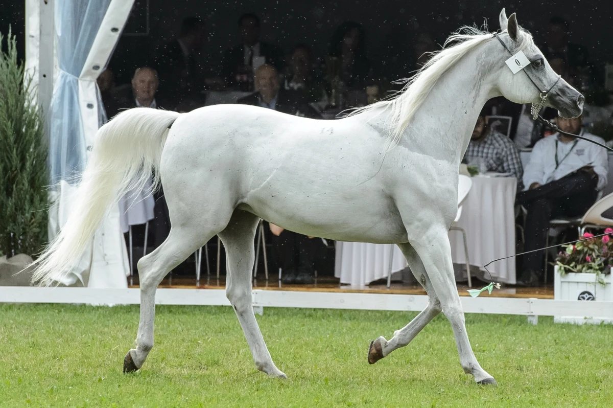 Nie milkną komentarze po nieudanej tegorocznej aukcji Pride of Poland w Janowie Podlaskim. Specjaliści przyznają, że wyjątkowo słaby wynik może być pokłosiem tego, co wydarzyło się w zeszłym roku, gdy w niejasnych okolicznościach dwukrotnie licytowano klacz Emirę. Prokuratura wszczęła w tej sprawie śledztwo. Utknęło ono jednak w miejscu, i to nie wiadomo na jak długo. 