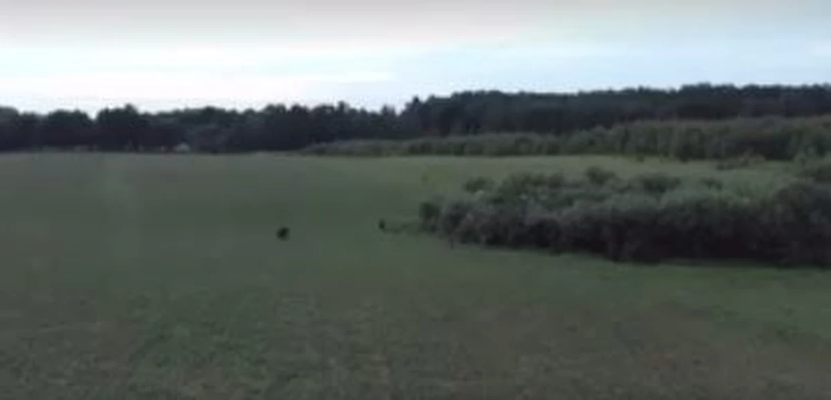 Takie sytuacje obserwuje się nieczęsto. Leśniczemu spod Szczecinka w Zachodniopomorskiem udało się nagrać spotkanie wilka z dzikami. 