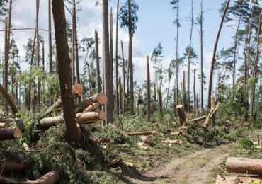 Podano wysokość strat finansowych w lasach po nawałnicach. "To największa tragedia od 1924 roku"