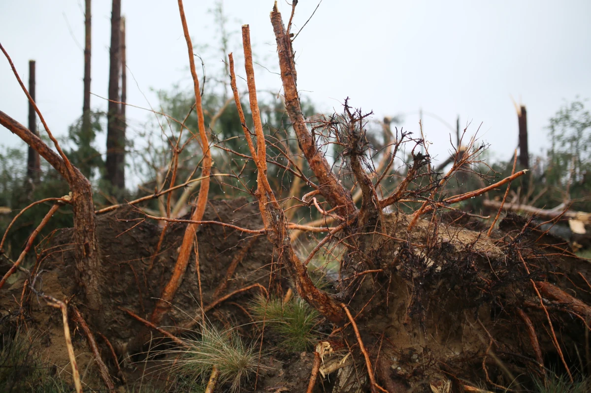 Szacowana przez PZU liczba szkód powstałych w wyniku nawałnic przekroczy znacznie 30 tys. - poinformowało w komunikacie biuro prasowe PZU. Dodano, że dotychczas klienci PZU poszkodowani po ostatnich nawałnicach zgłosili ponad 22 tysiące szkód.