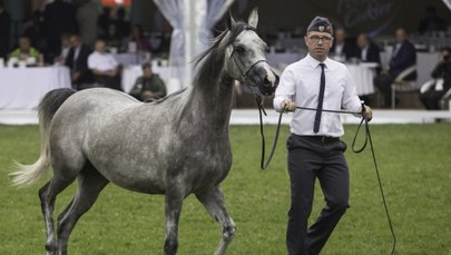 Słaby wynik aukcji Pride of Poland. Minister Jurgiel czeka na raport, premier chce wyjaśnień