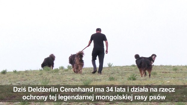 Jedna z najstarszych ras psów pasterskich zagrożona wyginięciem. Ułanbatorczyk,  Deldżeriin Carenhand, jako nastolatek uratował bezdomnego psa. Był przekonany, że przyprowadził do domu zwykłego mieszańca, jakich wiele włóczy się po ulicach stolicy. Później dowiedział się, że jego pies to banhar, czyli wilczarz buriacko-mongolski, należący do jednej z najstarszych ras na świecie. Teraz Deldżeriin ma 34 lata i walczy o przetrwanie tych psów. A łatwo nie jest, bo banhary podejrzewane są o roznoszenie zarazy, a z drugiej strony zapanowała moda na ich... futro.