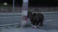 Rumunia. Dzikie niedźwiedzie atakują ludzi w miastach