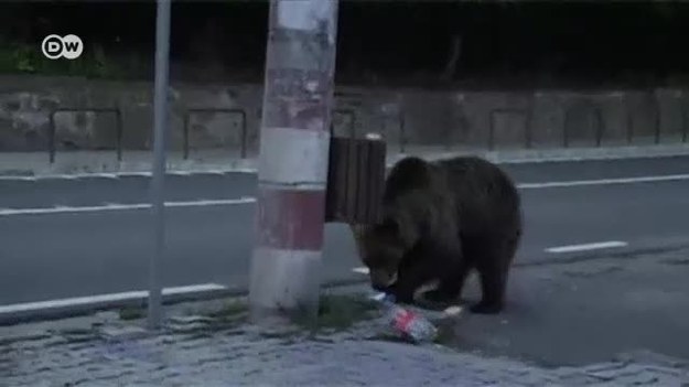 Coraz częściej niedźwiedzie szukają pożywienia w rumuńskich miastach. Atakują przy tym ludzi.