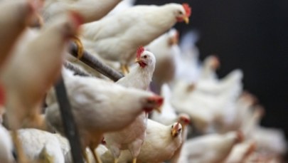 Główny Lekarz Weterynarii: Kurczaki skażone fipronilem mogły trafić do Polski
