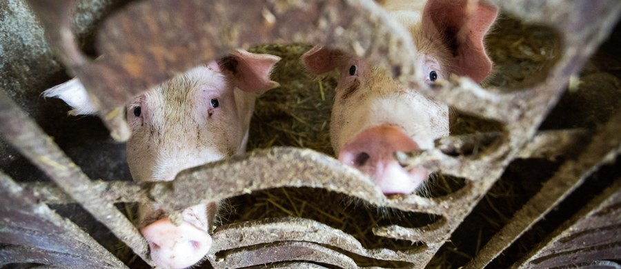 Rolnicy ze strefy, gdzie występuje ASF, dostaną więcej czasu na złożenie wniosków o rekompensatę za rezygnację z chowu świń. Chodzi o hodowców, którzy nie są w stanie spełnić wyśrubowanych norm nowego rozporządzenia.  