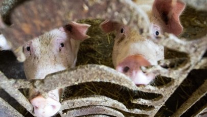 Rolnicy mają więcej czasu na złożenie wniosków o rekompensatę za rezygnację z chowu świń
