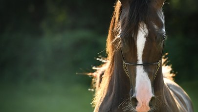 Aukcja koni arabskich po raz pierwszy w Małopolsce! 