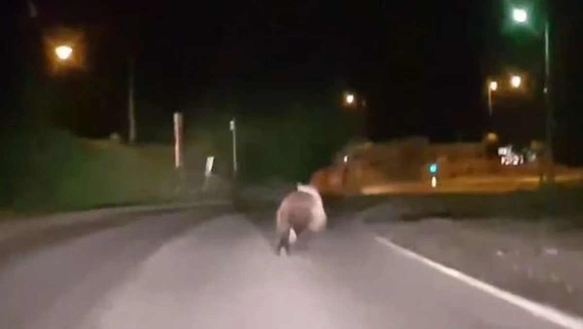 To nie Alaska a nasze Podhale. Niedźwiedzie pojawiły się w ostatnich dniach na ulicach Bukowiny Tatrzańskiej, Zakopanego i Kościeliska. Samotnego niedźwiedzia sporych rozmiarów zauważył kierowca wracający wieczorem do domu na rondzie niedaleko Urzędu Gminy w Bukowinie Tatrzańskiej. Udało mu się nawet go sfilmować. 