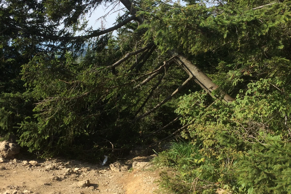 ​Kolejny akt bezsensownego wandalizmu w Tatrzańskim Parku Narodowym. Ktoś, prawdopodobnie maczetą, ściął dorodnego świerka i przewrócił go na szlak turystyczny na szczycie Nosala. Dyrektor Tatrzańskiego Parku Narodowego Szymon Ziobrowski nazywa to skrajną głupotą.