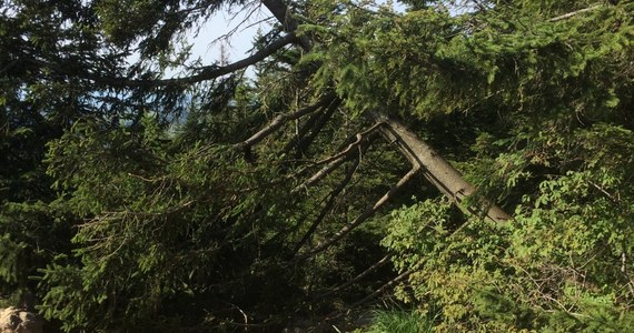 ​Kolejny akt bezsensownego wandalizmu w Tatrzańskim Parku Narodowym. Ktoś, prawdopodobnie maczetą, ściął dorodnego świerka i przewrócił go na szlak turystyczny na szczycie Nosala. Dyrektor Tatrzańskiego Parku Narodowego Szymon Ziobrowski nazywa to skrajną głupotą.