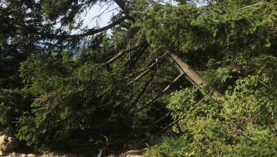 Wandal ściął drzewo na szczycie Nosala w Tatrach