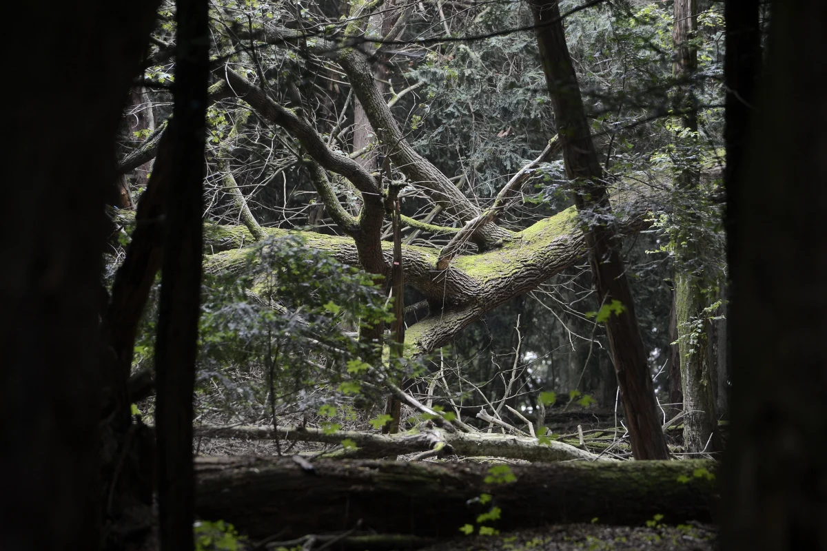 „Mamy sytuację, tak jakby ktoś zrzucił powietrzną bombę przypominającą bombę atomową na areał większy niż w tej chwili powierzchnia Warszawy” – tak opisuje w RMF FM stan obszarów dotkniętych sierpniowymi nawałnicami dyrektor generalny Lasów Państwowych Konrad Tomaszewski. „Chyba nigdy w dziejach Europy nie było sytuacji, gdy tak nagle tak duża powierzchnia zostaje pozbawiona drzewostanu” – dodaje. Jak leśnicy radzą sobie na terenach dotkniętych klęską i od kiedy będzie możliwe grzybobranie „jak dawniej” w Rytlu, Lipuszu czy pod Tucholą?
