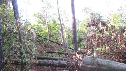 Zniszczony las w rejonie Kuźni Raciborskiej