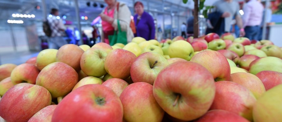 Tylko 2,5 miliona ton jabłek zostanie zebranych w tym roku. W ubiegłym były to 4 miliony - wylicza Agencja Rynku Rolnego. To jedna z przyczyn bardzo wysokich i wciąż rosnących cen tych owoców. Przez wyjątkowo złą pogodę wielu sadowników straciło dużą część zbiorów. 